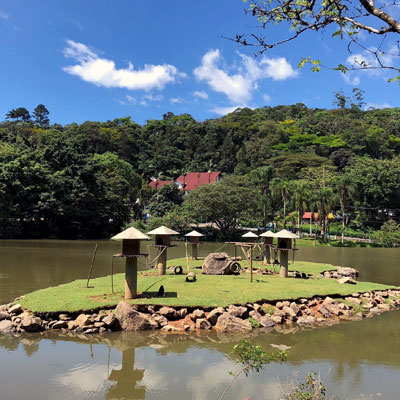 Joinville transition